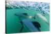 Adult Hector's Dolphins (Cephalorhynchus Hectori) Underwater Near Akaroa-Michael Nolan-Stretched Canvas