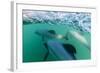 Adult Hector's Dolphins (Cephalorhynchus Hectori) Underwater Near Akaroa-Michael Nolan-Framed Photographic Print