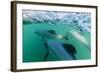 Adult Hector's Dolphins (Cephalorhynchus Hectori) Underwater Near Akaroa-Michael Nolan-Framed Photographic Print