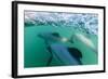 Adult Hector's Dolphins (Cephalorhynchus Hectori) Underwater Near Akaroa-Michael Nolan-Framed Photographic Print