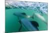 Adult Hector's Dolphins (Cephalorhynchus Hectori) Underwater Near Akaroa-Michael Nolan-Mounted Photographic Print