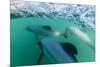 Adult Hector's Dolphins (Cephalorhynchus Hectori) Underwater Near Akaroa-Michael Nolan-Mounted Photographic Print