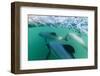 Adult Hector's Dolphins (Cephalorhynchus Hectori) Underwater Near Akaroa-Michael Nolan-Framed Photographic Print