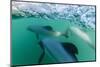 Adult Hector's Dolphins (Cephalorhynchus Hectori) Underwater Near Akaroa-Michael Nolan-Mounted Photographic Print