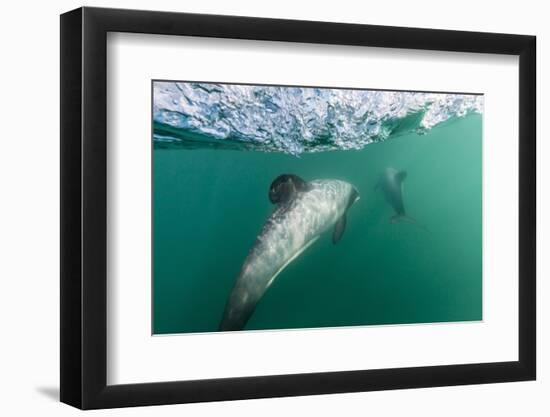 Adult Hector's Dolphins (Cephalorhynchus Hectori) Underwater Near Akaroa-Michael Nolan-Framed Photographic Print