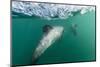 Adult Hector's Dolphins (Cephalorhynchus Hectori) Underwater Near Akaroa-Michael Nolan-Mounted Photographic Print