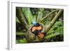 Adult Helmet Vanga (Euryceros Prevostii) Incubating A Clutch Of 3 Eggs-Nick Garbutt-Framed Photographic Print