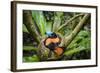 Adult Helmet Vanga (Euryceros Prevostii) Incubating A Clutch Of 3 Eggs-Nick Garbutt-Framed Photographic Print