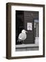 Adult Herring Gull (Larus Argentatus) Standing Near Entrance to Fishmonger's Shop-Nick Upton-Framed Photographic Print