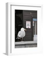 Adult Herring Gull (Larus Argentatus) Standing Near Entrance to Fishmonger's Shop-Nick Upton-Framed Photographic Print