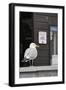 Adult Herring Gull (Larus Argentatus) Standing Near Entrance to Fishmonger's Shop-Nick Upton-Framed Photographic Print