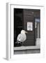 Adult Herring Gull (Larus Argentatus) Standing Near Entrance to Fishmonger's Shop-Nick Upton-Framed Photographic Print