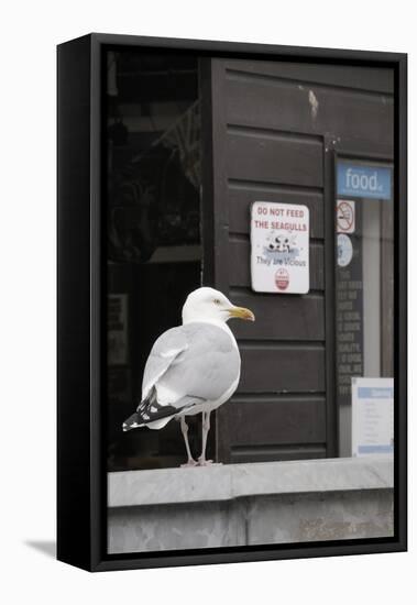 Adult Herring Gull (Larus Argentatus) Standing Near Entrance to Fishmonger's Shop-Nick Upton-Framed Stretched Canvas