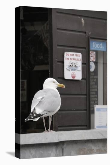 Adult Herring Gull (Larus Argentatus) Standing Near Entrance to Fishmonger's Shop-Nick Upton-Stretched Canvas