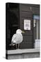 Adult Herring Gull (Larus Argentatus) Standing Near Entrance to Fishmonger's Shop-Nick Upton-Stretched Canvas