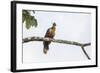 Adult Hoatzin perched over the El Dorado River, Upper Amazon River Basin, Loreto, Peru-Michael Nolan-Framed Photographic Print