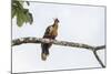 Adult Hoatzin perched over the El Dorado River, Upper Amazon River Basin, Loreto, Peru-Michael Nolan-Mounted Photographic Print