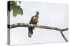 Adult Hoatzin perched over the El Dorado River, Upper Amazon River Basin, Loreto, Peru-Michael Nolan-Stretched Canvas