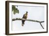 Adult Hoatzin perched over the El Dorado River, Upper Amazon River Basin, Loreto, Peru-Michael Nolan-Framed Photographic Print