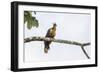 Adult Hoatzin perched over the El Dorado River, Upper Amazon River Basin, Loreto, Peru-Michael Nolan-Framed Photographic Print