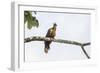 Adult Hoatzin perched over the El Dorado River, Upper Amazon River Basin, Loreto, Peru-Michael Nolan-Framed Photographic Print