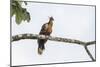 Adult Hoatzin perched over the El Dorado River, Upper Amazon River Basin, Loreto, Peru-Michael Nolan-Mounted Photographic Print