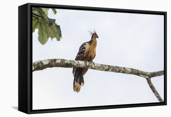 Adult Hoatzin perched over the El Dorado River, Upper Amazon River Basin, Loreto, Peru-Michael Nolan-Framed Stretched Canvas