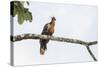 Adult Hoatzin perched over the El Dorado River, Upper Amazon River Basin, Loreto, Peru-Michael Nolan-Stretched Canvas