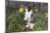 Adult Holland Lop Rabbit in Spring Flowers (Daffodils), Meriden, Connecticut, USA-Lynn M^ Stone-Mounted Photographic Print