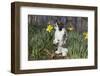 Adult Holland Lop Rabbit in Spring Flowers (Daffodils), Meriden, Connecticut, USA-Lynn M^ Stone-Framed Photographic Print