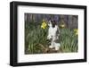 Adult Holland Lop Rabbit in Spring Flowers (Daffodils), Meriden, Connecticut, USA-Lynn M^ Stone-Framed Photographic Print