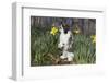 Adult Holland Lop Rabbit in Spring Flowers (Daffodils), Meriden, Connecticut, USA-Lynn M^ Stone-Framed Photographic Print