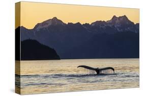 Adult humpback whale, flukes-up dive at sunset in Glacier Bay National Park-Michael Nolan-Stretched Canvas