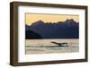 Adult humpback whale, flukes-up dive at sunset in Glacier Bay National Park-Michael Nolan-Framed Photographic Print