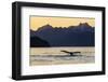 Adult humpback whale, flukes-up dive at sunset in Glacier Bay National Park-Michael Nolan-Framed Photographic Print