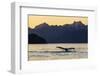 Adult humpback whale, flukes-up dive at sunset in Glacier Bay National Park-Michael Nolan-Framed Photographic Print