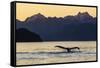 Adult humpback whale, flukes-up dive at sunset in Glacier Bay National Park-Michael Nolan-Framed Stretched Canvas