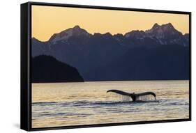 Adult humpback whale, flukes-up dive at sunset in Glacier Bay National Park-Michael Nolan-Framed Stretched Canvas