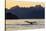 Adult humpback whale, flukes-up dive at sunset in Glacier Bay National Park-Michael Nolan-Stretched Canvas