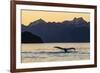 Adult humpback whale, flukes-up dive at sunset in Glacier Bay National Park-Michael Nolan-Framed Photographic Print