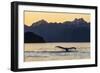 Adult humpback whale, flukes-up dive at sunset in Glacier Bay National Park-Michael Nolan-Framed Photographic Print