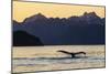 Adult humpback whale, flukes-up dive at sunset in Glacier Bay National Park-Michael Nolan-Mounted Photographic Print