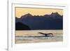 Adult humpback whale, flukes-up dive at sunset in Glacier Bay National Park-Michael Nolan-Framed Photographic Print