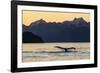 Adult humpback whale, flukes-up dive at sunset in Glacier Bay National Park-Michael Nolan-Framed Photographic Print