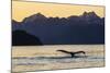 Adult humpback whale, flukes-up dive at sunset in Glacier Bay National Park-Michael Nolan-Mounted Photographic Print