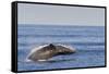 Adult Humpback Whale (Megaptera Novaeangliae) Breach, Gulf of California, Mexico-Michael Nolan-Framed Stretched Canvas