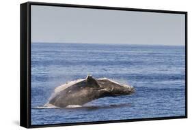 Adult Humpback Whale (Megaptera Novaeangliae) Breach, Gulf of California, Mexico-Michael Nolan-Framed Stretched Canvas