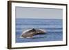 Adult Humpback Whale (Megaptera Novaeangliae) Breach, Gulf of California, Mexico-Michael Nolan-Framed Photographic Print