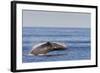 Adult Humpback Whale (Megaptera Novaeangliae) Breach, Gulf of California, Mexico-Michael Nolan-Framed Photographic Print