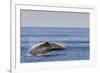 Adult Humpback Whale (Megaptera Novaeangliae) Breach, Gulf of California, Mexico-Michael Nolan-Framed Photographic Print